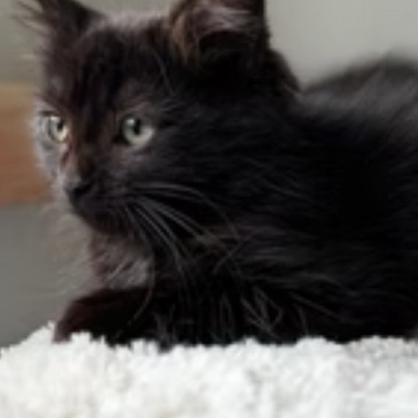 adopt Morgana