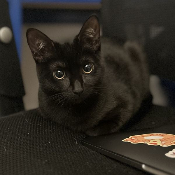 adopt Marceline