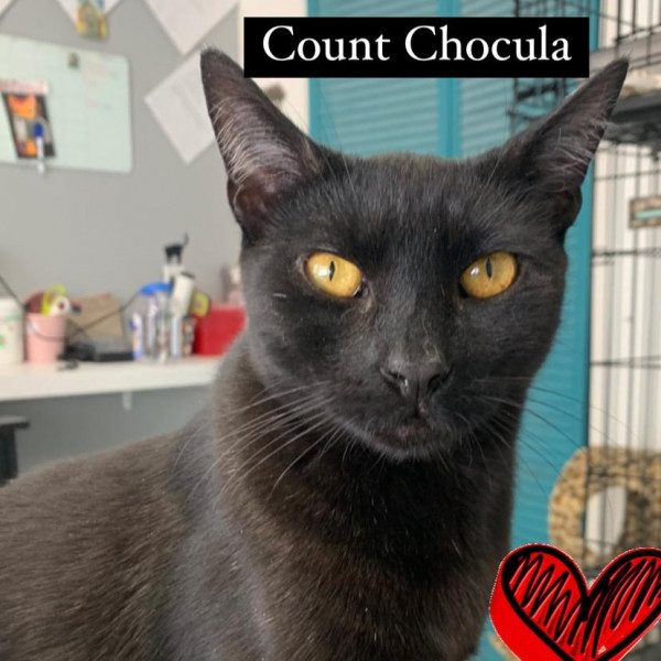 adopt Count Chocula