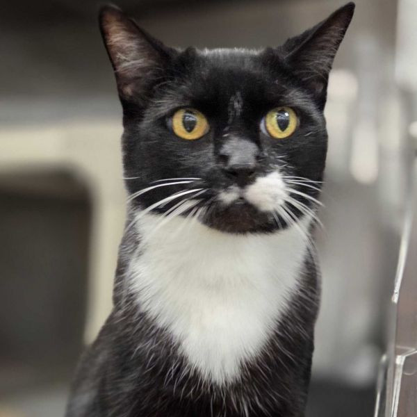 adopt Luke Clawalker