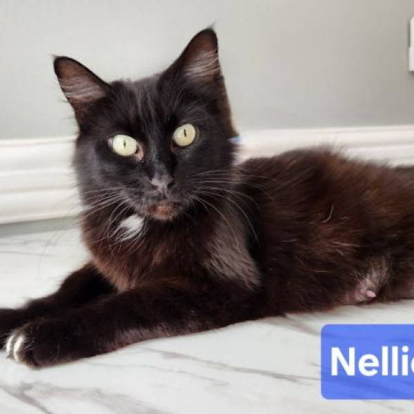 adopt Nellie