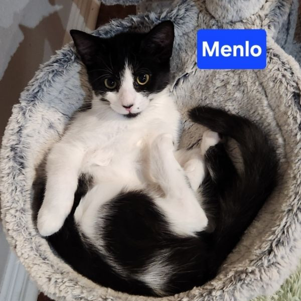 adopt Menlo