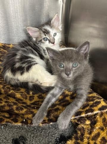 adopt Kermit & Cookie Monster