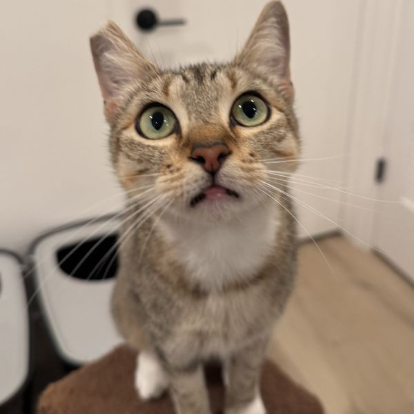 adopt Tabigail Adams