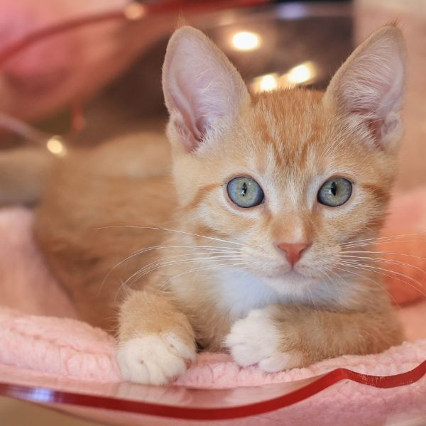 adopt Cheddar