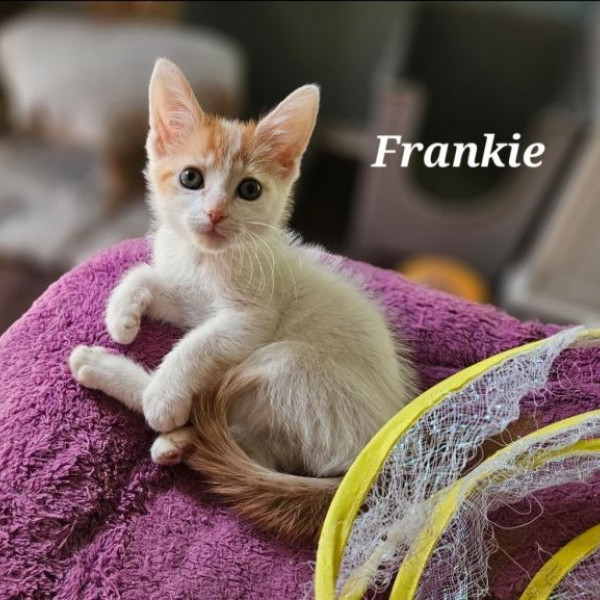 adopt Frankie