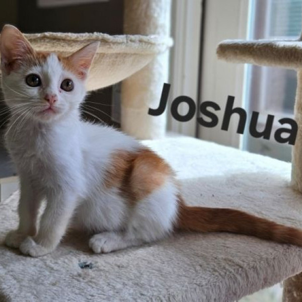 adopt Joshua