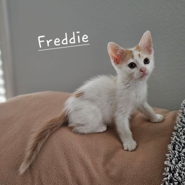 adopt Freddie