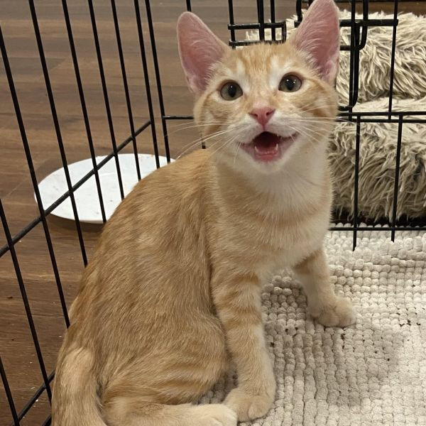 adopt Cheeto