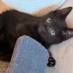 adopt Midnight