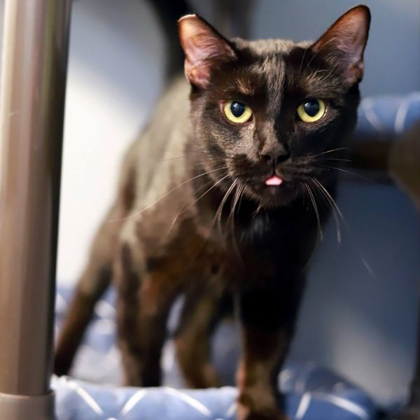 adopt Sir Moos-a-Lot