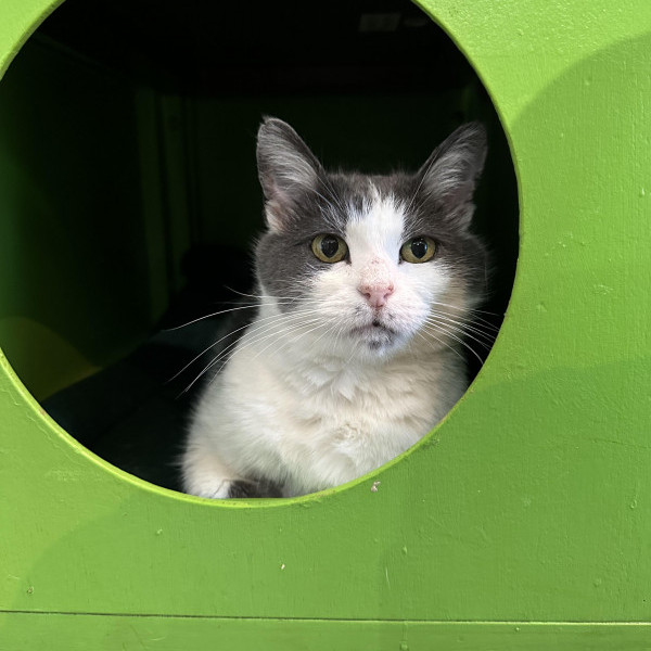 adopt Eyes with Makeup