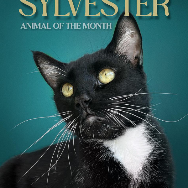 adopt Sylvester Huerta