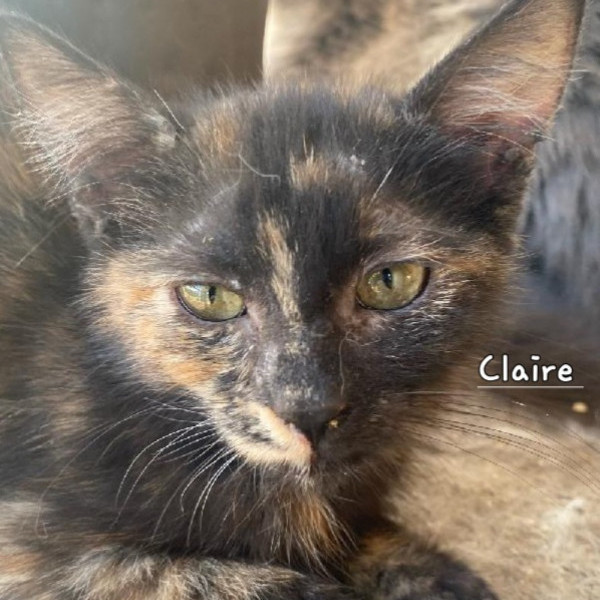 adopt Clair
