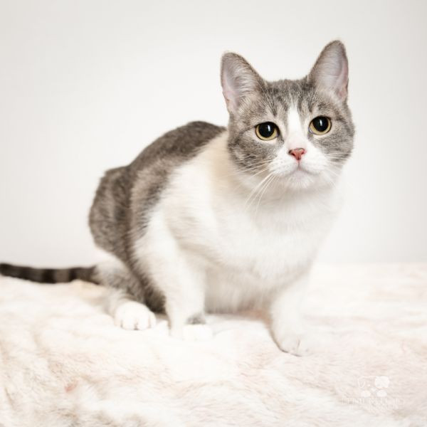 adopt Chi chi (Mama)