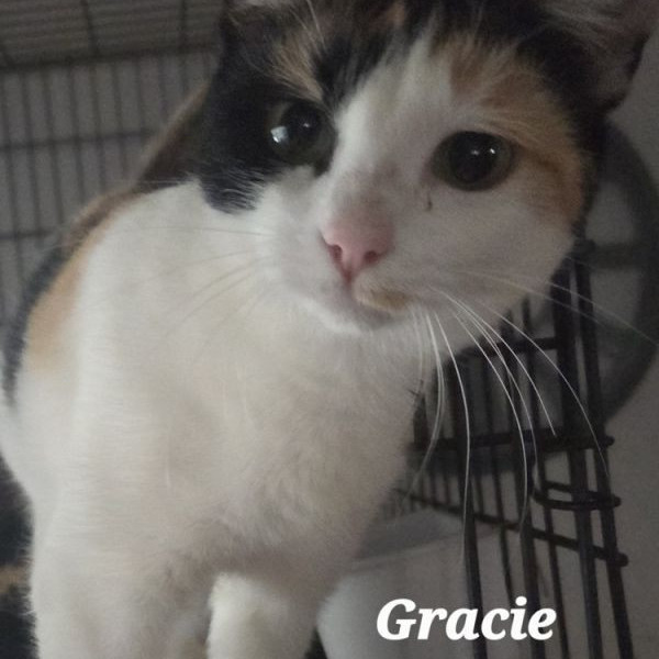 adopt Gracie