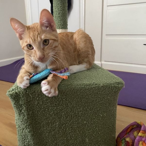 adopt Ming Ming AKA Lil' Man