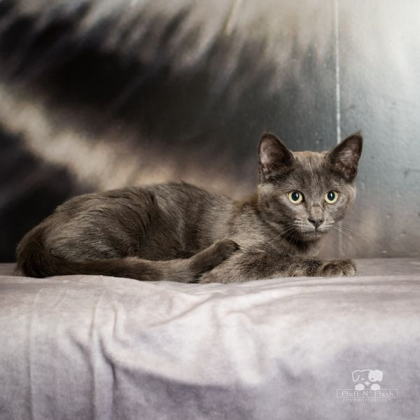 adopt Vesper