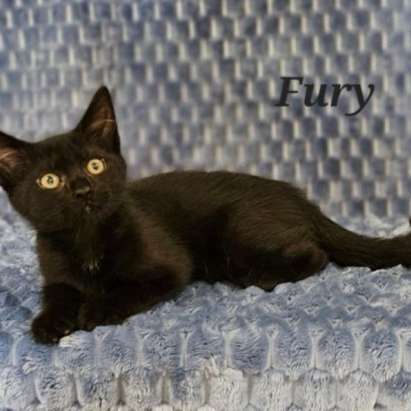 adopt Fury