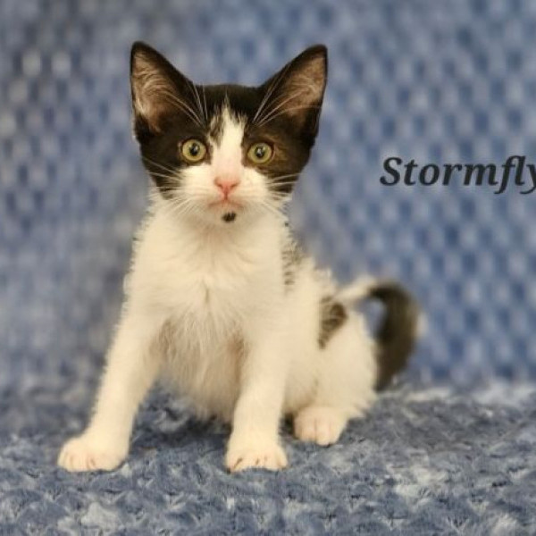 adopt Stormfly