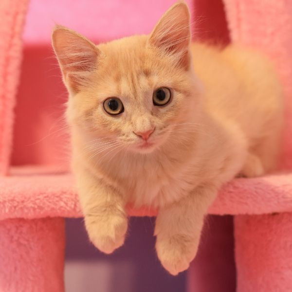 adopt Caramel