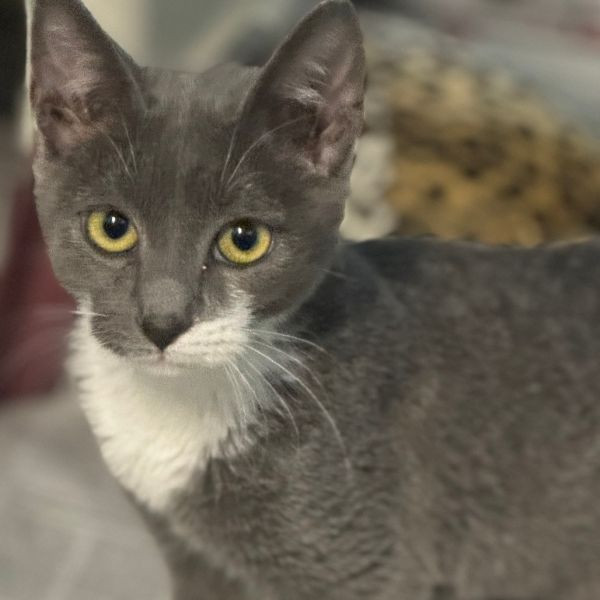 adopt Captain Fuzzpaws