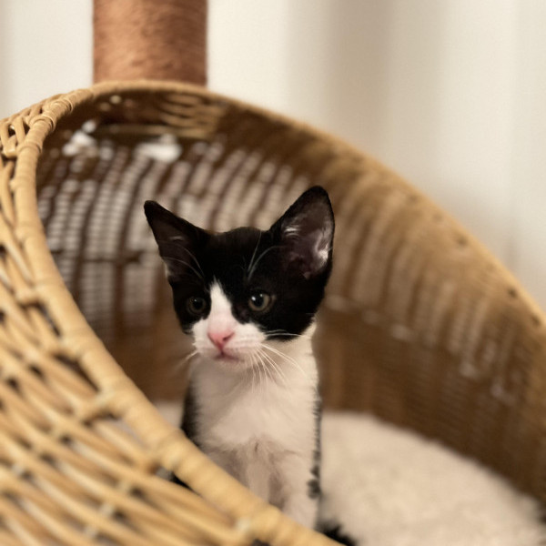 adopt Betty (bonded w/Tippie)