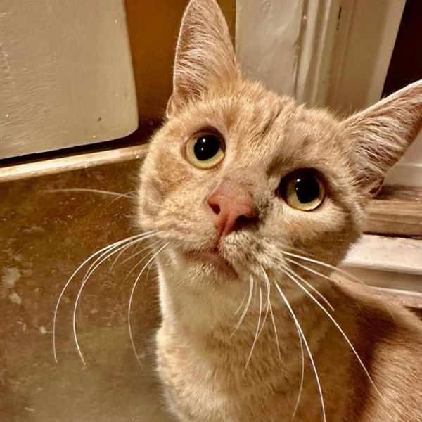 adopt Cheddar