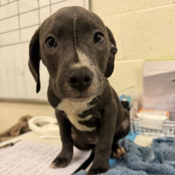 adopt Brussel Sprout