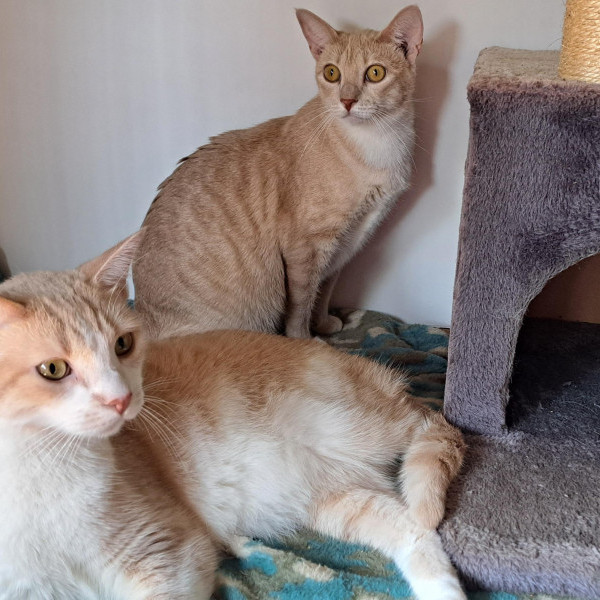 adopt Biscuit and Sienna Siblings