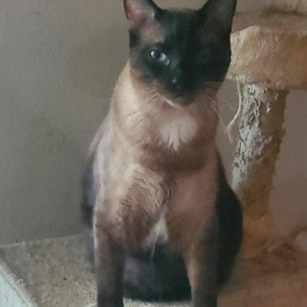 adopt Paulie Polydactyl