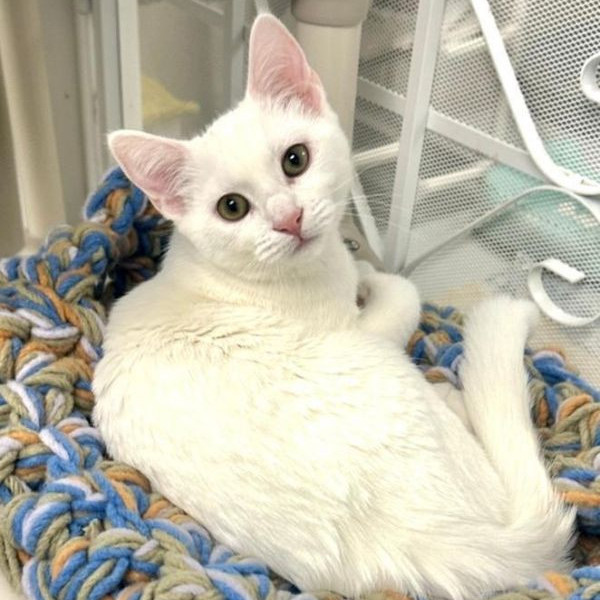 adopt Ella Fitzgerald