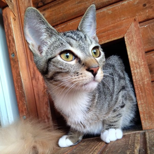 adopt Paul McCartney