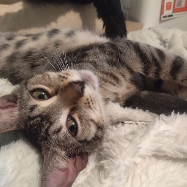 adopt George Harrison