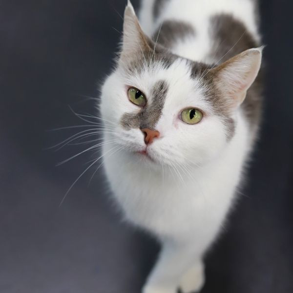 adopt Dottie Cakes