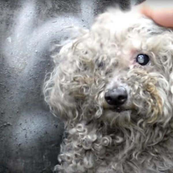 Blog | Hope For Paws Blog | Hope For Paws