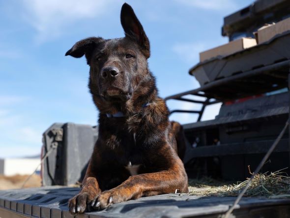 adopt Ace
