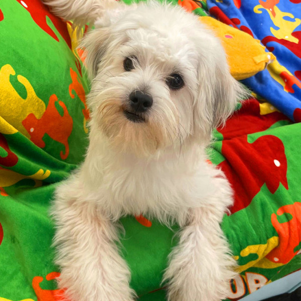 adopt Bella