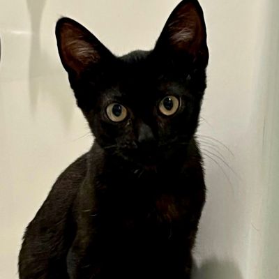 adopt Blackberry