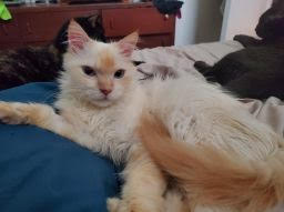 adopt Blu
