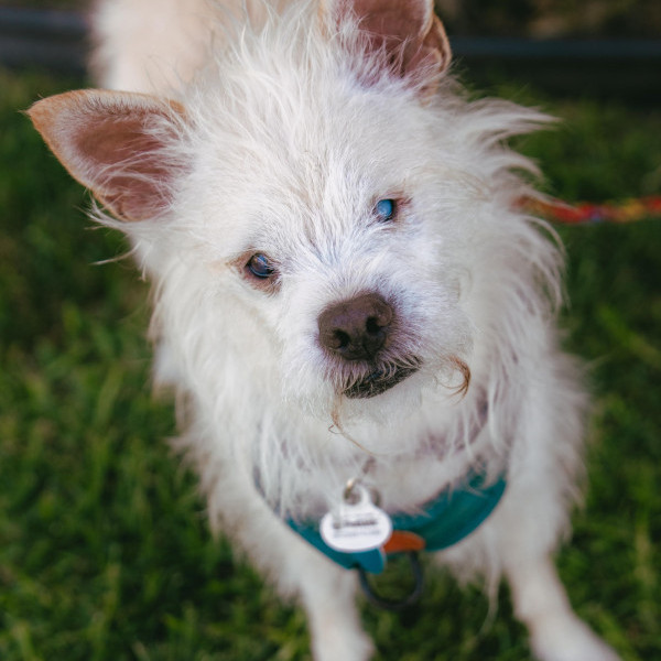 adopt Bocelli