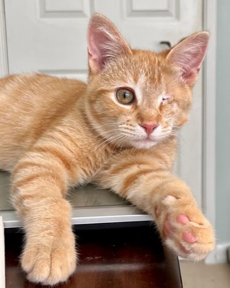 adopt Cantaloupe
