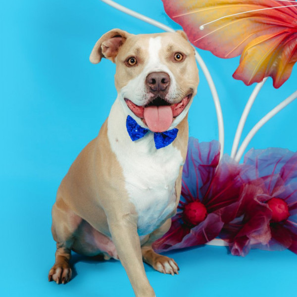 adopt CHAMP