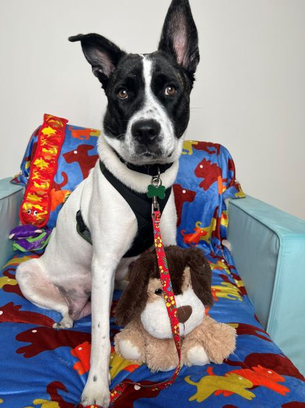 adopt Dahlia