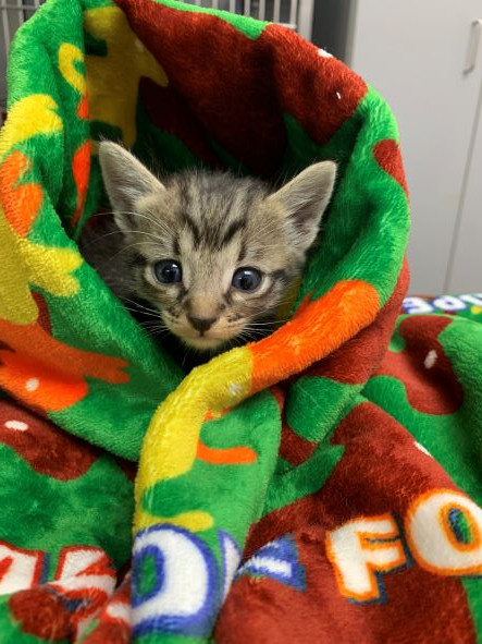 adopt Davey