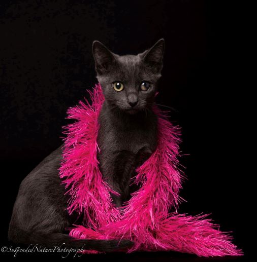 adopt Delphi