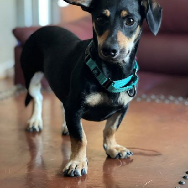 adopt Destiny