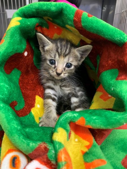adopt Ellie