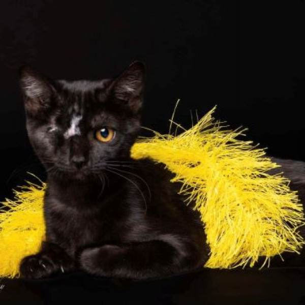 adopt Francie