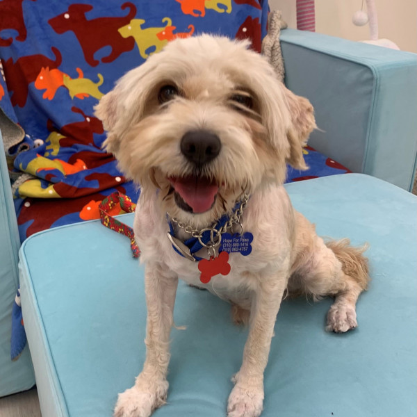 adopt French Fry